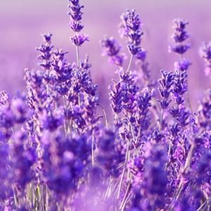 Meet your Posher, Shavon